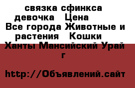 связка сфинкса. девочка › Цена ­ 500 - Все города Животные и растения » Кошки   . Ханты-Мансийский,Урай г.